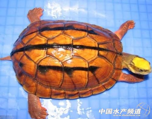 �o���X(qi��n)���B(y��ng)ֳ�ᝊ�c(di��n)��ˮ