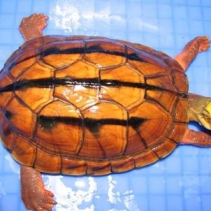 �o���X���Bֳ�ᝊ�c��ˮ