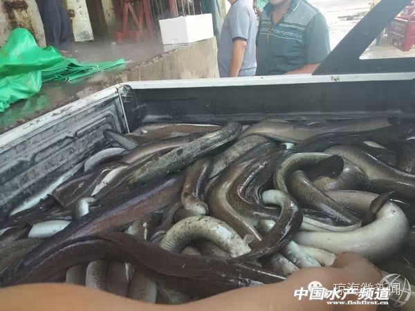 ��һ���ԓ�l�����£�һҹ�������f�����~