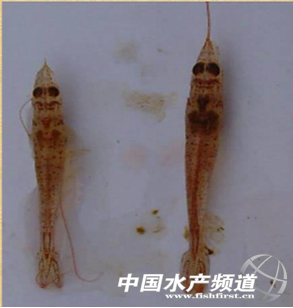 �����׌��r�t�w���c�A��