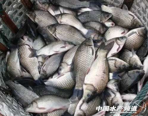 �p�a�ɳ��½��K�a�~�r���͝q ���ô�Ҏ���~����