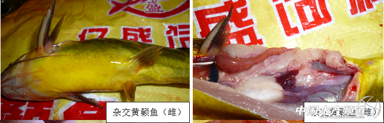 �ְ��ֽ����J��ͨ��ȫ�ۺ��s���S��~