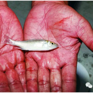 ���] | �����ʸ��Bֳ���ڶ̵ėl�y�|