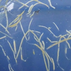 �ھ����� | ���l(f��)��(du��)�r�ױ��ԭ����ʲô��