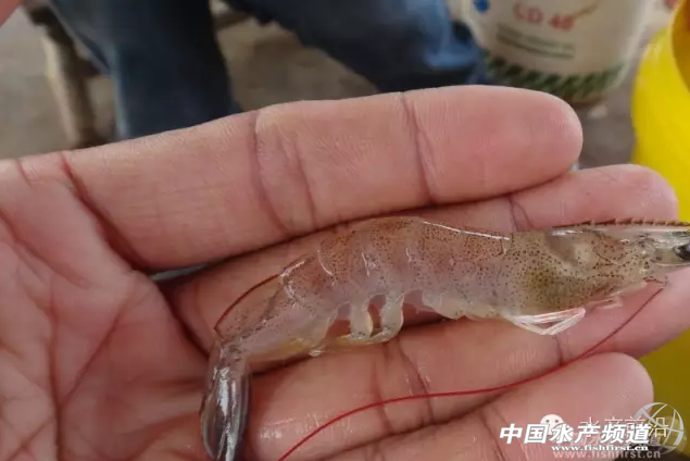 ���l���r��͵������ԭ����ʲô��