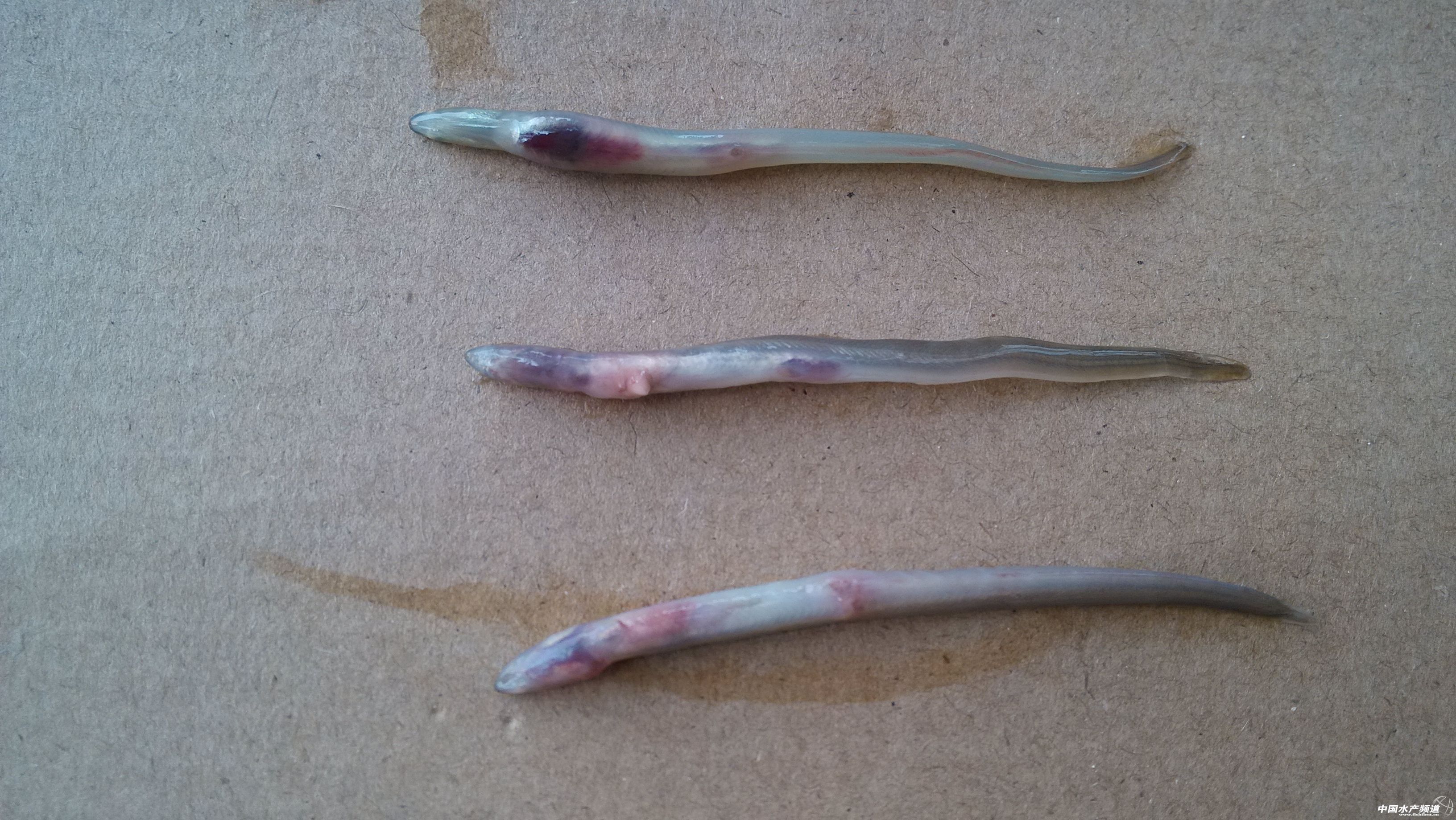 ���������������������g