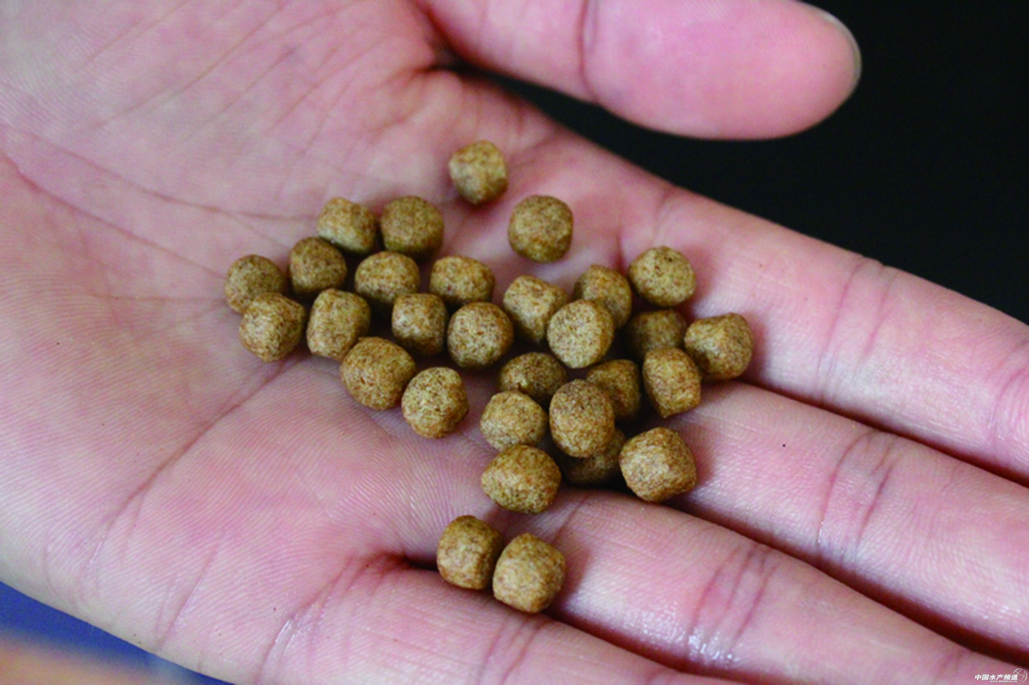 �V�|�����ƑҸ���������ɽ����~�Ј�