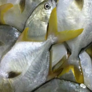 ���m���������Fɽ�۽��K�~�l���p��