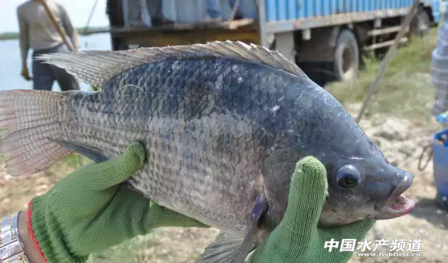 �����_���~�֏�Ͷ�ϣ������I���Z�𼴰l