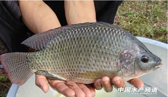 �Ďחl��ʮ�חl�񣬱����_���~���ڬF���D