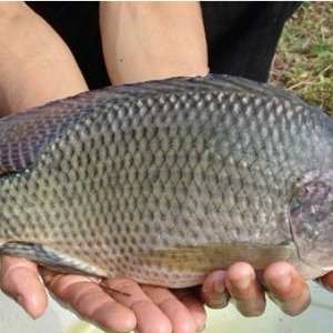 �Ďחl��ʮ�חl�񣬱����_���~���ڬF���D