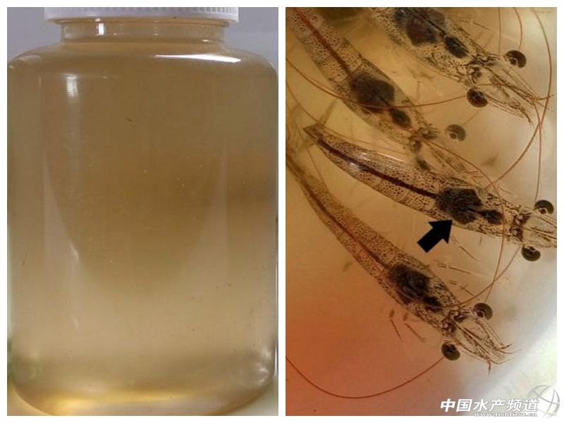 ��ɫˮ��һ���Ǻ�ˮ�� �㿴������ˮɫ�ж���