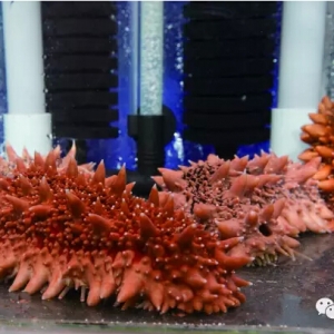 �ձ��t�̅����_��ֳ�ɹ� ��Ԫ���Bֳ�����±�