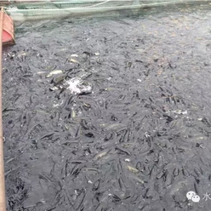 �����F���f����W���Bֳ����΂������Ұ��f