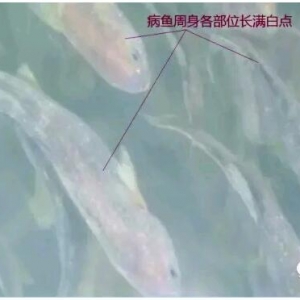 2015���ϰ��ꌎ�¾W(w��ng)���B(y��ng)ֳ���S�~��Ҫ�����{(di��o)��