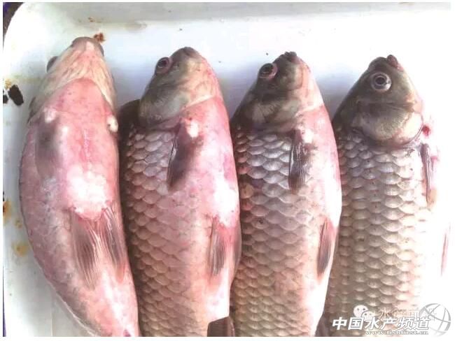 �a�~���w��Ѫ��������Ч�ί���������