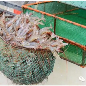 ����Ī�᠖������Ī�o�Ї��r�r�����S��ϣ��