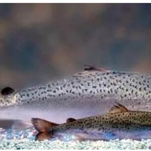 ȫ������������FDA�����D���������~���У����L�ٶȿ�һ��