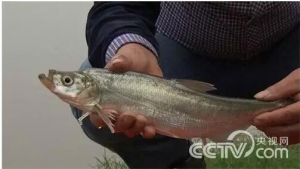 ͬ�����B���~ ��ɶ���ͱȄe�˶��u1000���f��