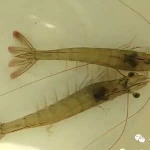 CP�ܽ^15�f��ӆ�Σ�SIS�ٴα����ϰ�����λ