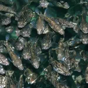 ʯ���~�BֳҎģ�UչѸ�٣��̓r���δ�����B