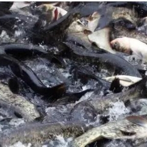 ���~���B(y��ng)ֳģʽ��������ǰ��