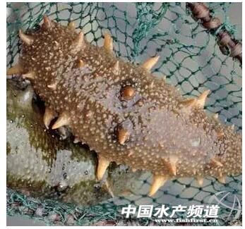 ϼ�ֺ���ُ�缾�����B�����J�u�������