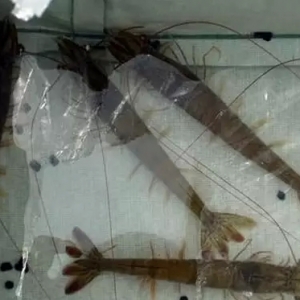 ���󼯈F�׶���ʽ�ؑ����N�rͣ�ۡ��¼�