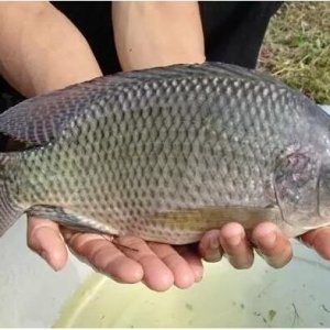 2015���_���~�e���S�D��δ���ܷ�^�ط���