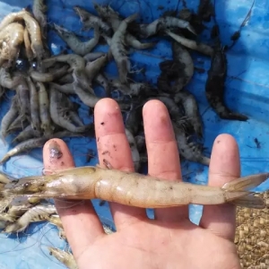 2015����β�؅^���r�Bֳ��r�������������ν��h