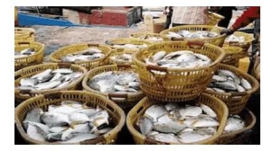 �ɏV����K�~���������ꮅ ���^������