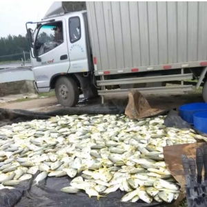 ��������ѩ���A�϶����r���_��ȫ��漱��