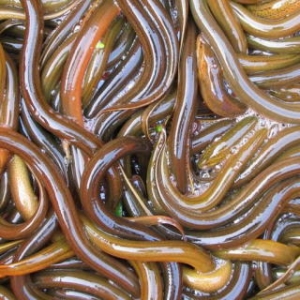 ������՚�׌�S�X�Ј��N���ٴ��»�