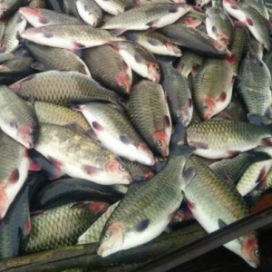 ���Ĉ�棺�V����˼�Pͤ���W���Bֳ���񡢲�β�t��ȫ�������pʧ��ǧ�fԪ