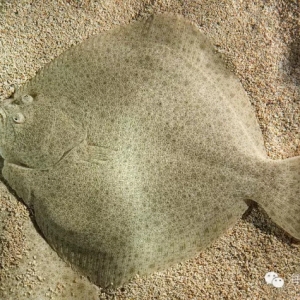 ����ɭԺʿ�����l������~�������ұ���Ҳ�ǳ�ϲ�g��