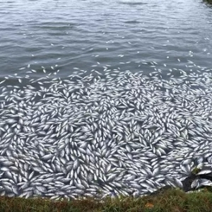 ���ˮ�a���@�Ą��ǵ�һ��