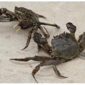 �����Bֳ��ԓ��θ���������ՙC����