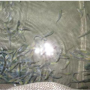 ُ�Nָ�ϣ����ތ�ʯ�|������aƷ�N��Ҏģ�U��