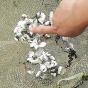 �͜��½��K�Ѯa����9�� 5�f/���� �߃r�Ƅ��^�粻��1Ԫ/β