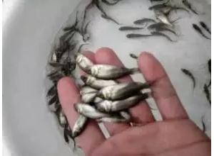 ��ߺ��|����ɔ�����Q������ʧ������