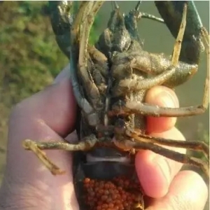 ���޵�ˮ���r���Ҏģ���Mԭ�N��������N��������F��