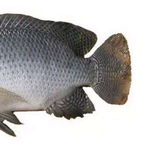 ���Ͳ���TiLV��(hu��)�ɞ�ȫ���_���~�������{�᣿