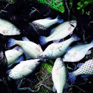 ���L���ٵ����޴���|��һ�ֵ���߮a6��