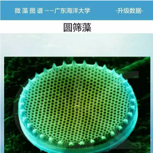 ȫ���׿΢��D�V���֙Cܛ���l��