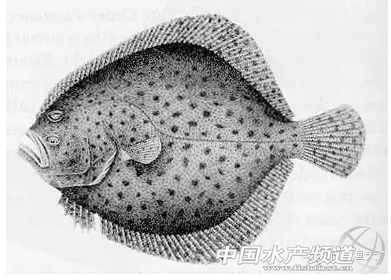 �Ї�(gu��)�����~vsŲ�������~��ԭ��(l��i)�m���Ї�(gu��)�����~�l(f��)չ�����@һ�l��·