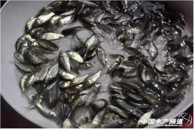 �Ĵ�ˮ�~�����B(y��ng)ֳ�^(q��)����_(k��i)�ֲ�혣������I(y��)�����ȴ���(zh��n)�������_(k��i)�Ļ