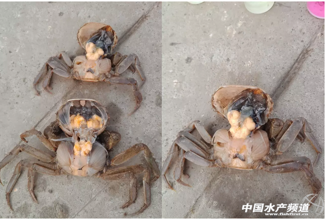 ���Ї�(gu��)��з��һ�h����з�B(y��ng)ֳ���F(xi��n)���Ĵ�(w��n)�}��ԓ�ĺ����֣�