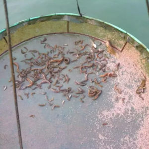 �_�����q��ء��_�������q�繩�^���󣬷N�|�˻����˓��n