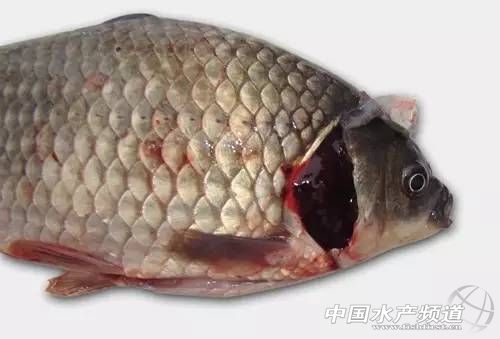 �ؿ����£����P�a�~�w��Ѫ��Щ��