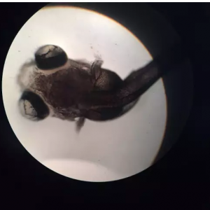 �Ĵ������󿴷��ɴ�ԭ�t���V����Ό��F���~���ژ˜ʻ��Zʳ��